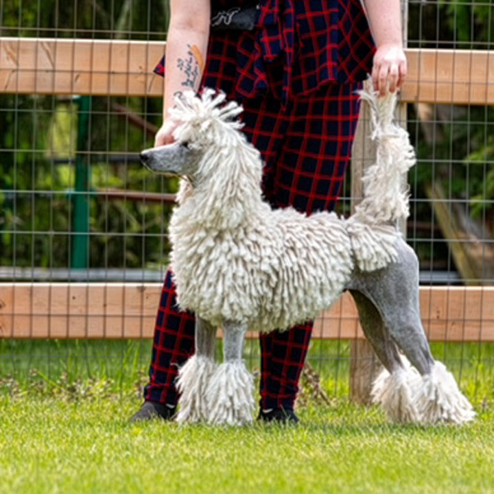 Corded White Standard Poodle
