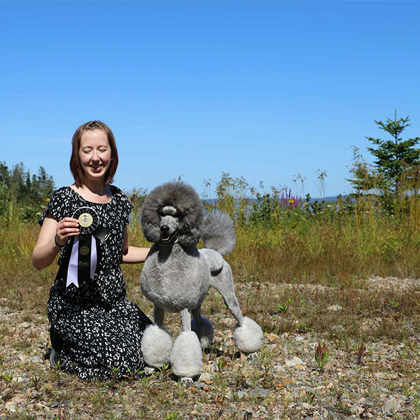 Silver Standard Poodle in Modified Continental